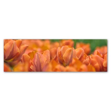 Cora Niele 'Orange Tulip Scape' Canvas Art,8x24